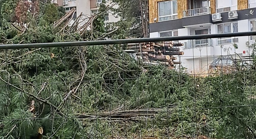 72 кипариса отсякоха в частен имот в Стара Загора. Законно ли е?
