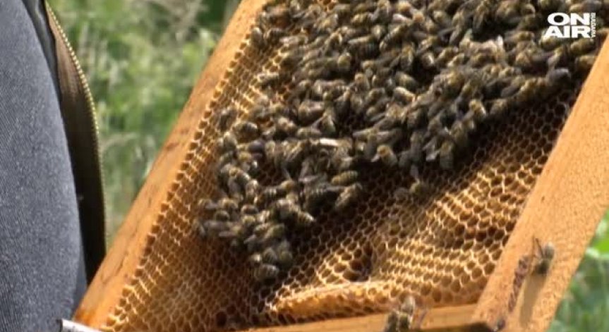 Какво уби 70% от пчелите в България?