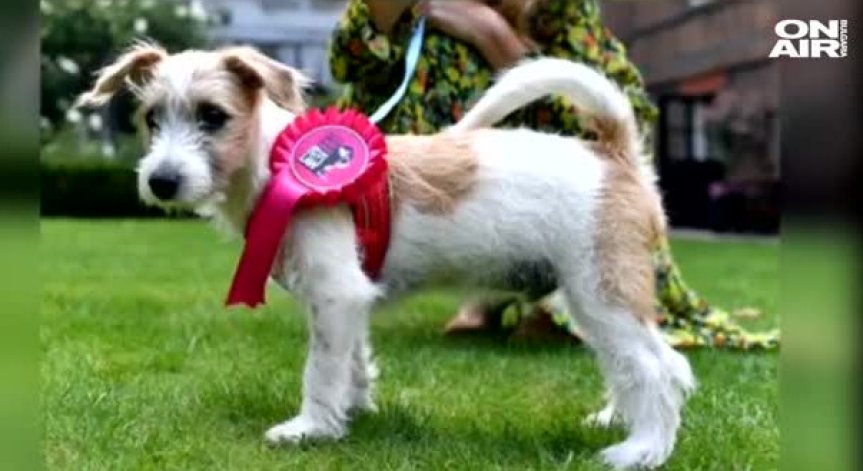 Борис Джонсън и приятелката му доведоха кучето си на 