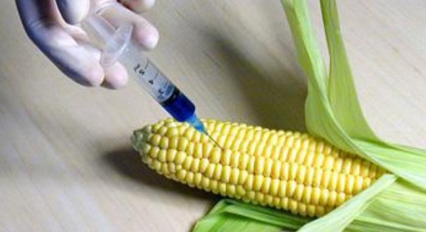 Между страха и науката: за и против ГМО