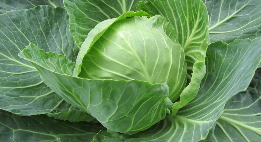 Летни температури в Пловдив, хората се тюхкат за киселото зеле