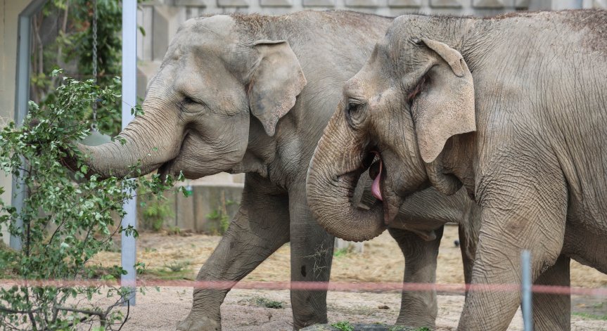 Столичният зоопарк с вход свободен за всички по повод Деня на детето