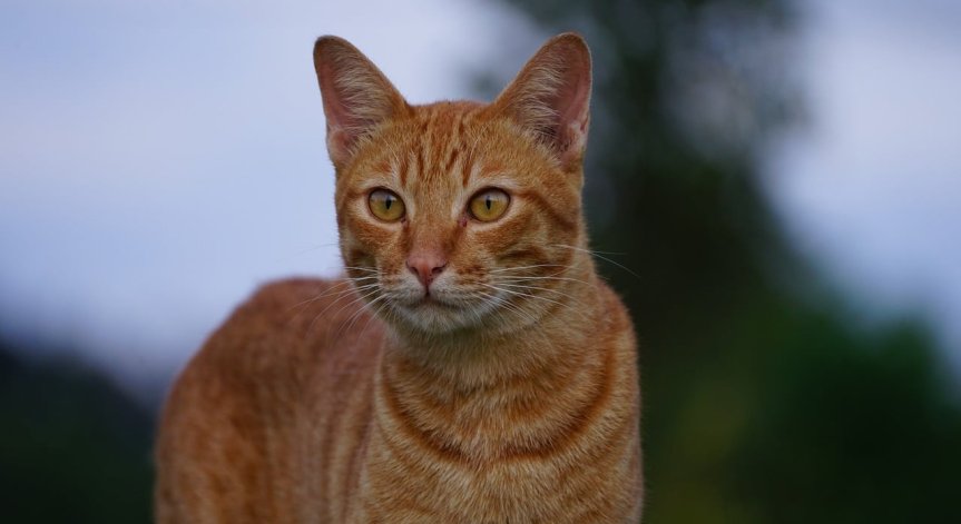 Крадлива котка стана хит в социалните мрежи