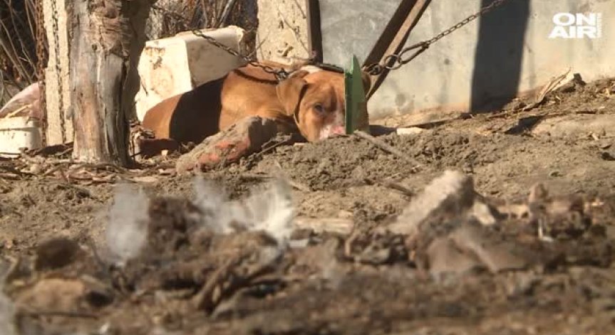 Съдът освободи собственика на кучето, убило 3-годишно дете в Мокрище