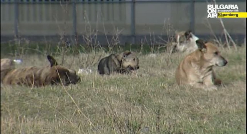 Всяко десето бездомно куче намира стопанин
