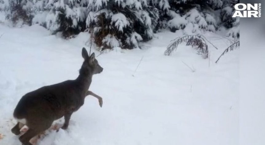 Спасиха сърничка в столичния кв. 
