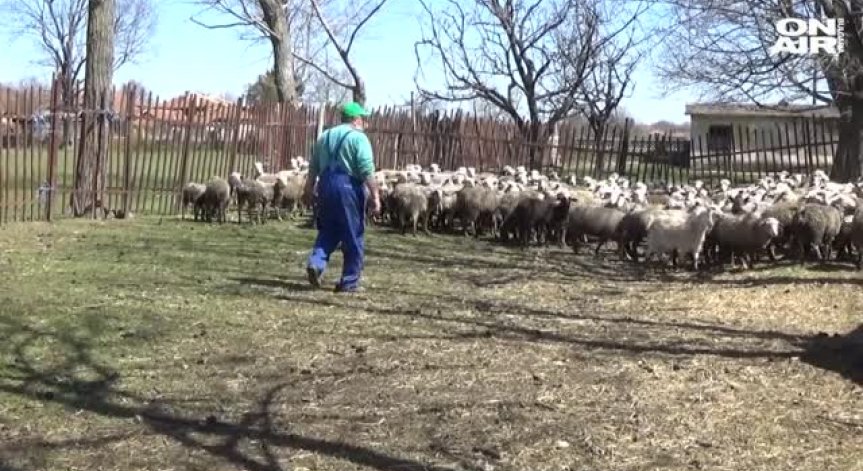 Българското агнешко не се купува, алармират животновъдите