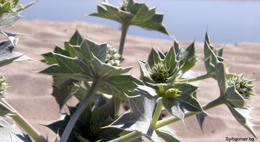 Лиляна Павлова не е говорила за национализация на Корал