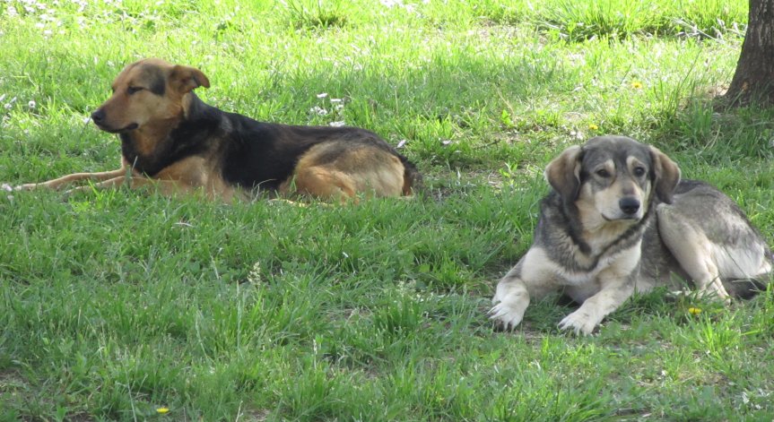 Сигнал в Helpbook: В Долна Диканя върлува глутница бездомни кучета