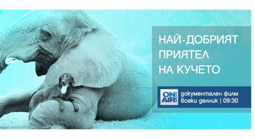 Приятелствата на кучето с други животни - в нова документална поредица по Bulgaria ON AIR