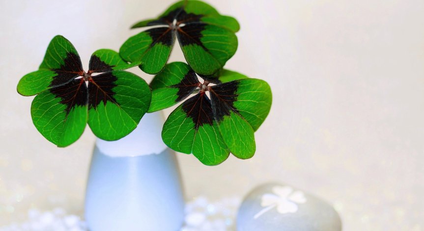 Детелината носи късмет.