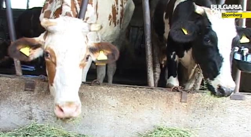 Млекопроизводители от Южна България обявиха стачна готовност от 15 април