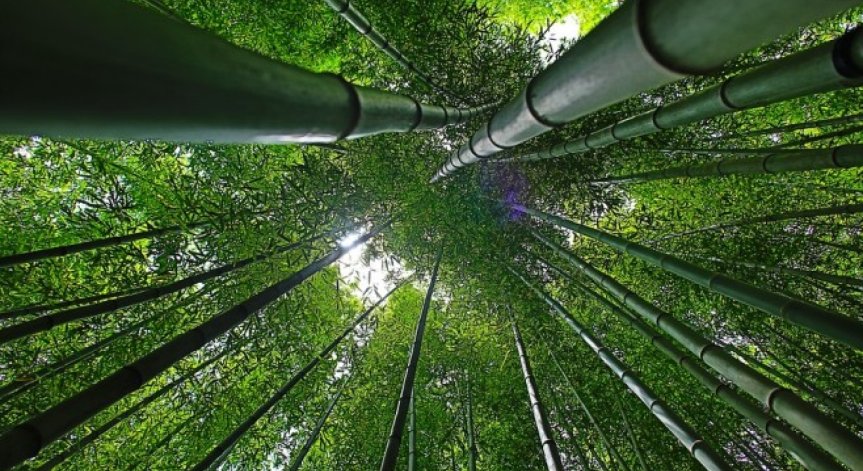 Инвестират 96,5 млн. лв в горите през 2018 г.