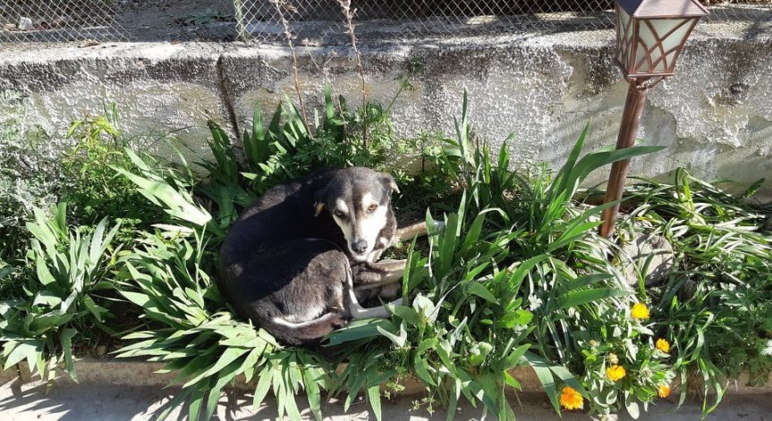 Helpbook: Агресивно куче, нападнало дете, е на свобода във Варна