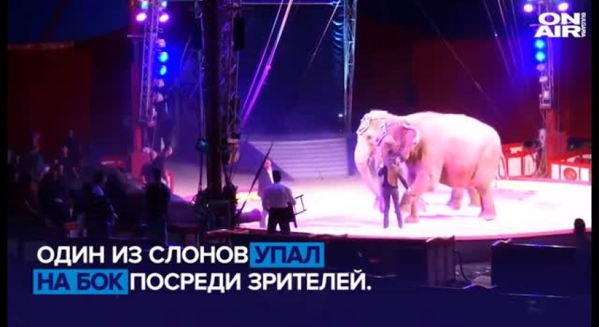 Зрител пострада леко - върху него паднал слон
