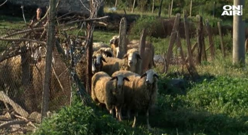 Пети ден продължава умъртвяването на болните животни в с. Шарково