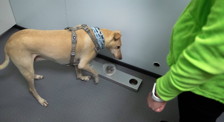 Кучетата откриват коронавирус по-бързо от PCR тестовете