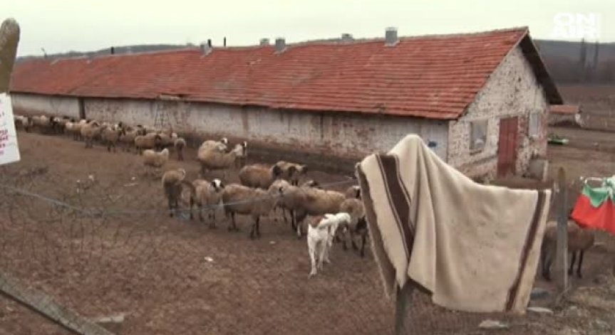 Фермери в Болярово протестираха срещу убиването на животните им