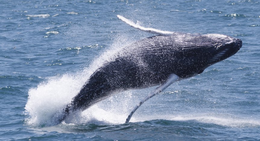 Япония засилва лова на китове