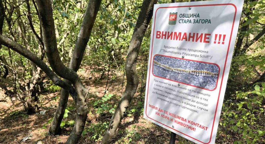 Голяма напаст: Стара Загора бори боровата процесионка със специални капани (+СНИМКИ)
