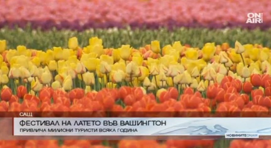 Фестивалът на лалето във Вашингтон привлече милиони туристи