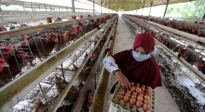 Ваксина от кокоши яйца предпазва от всички варианти на Ковид-19?