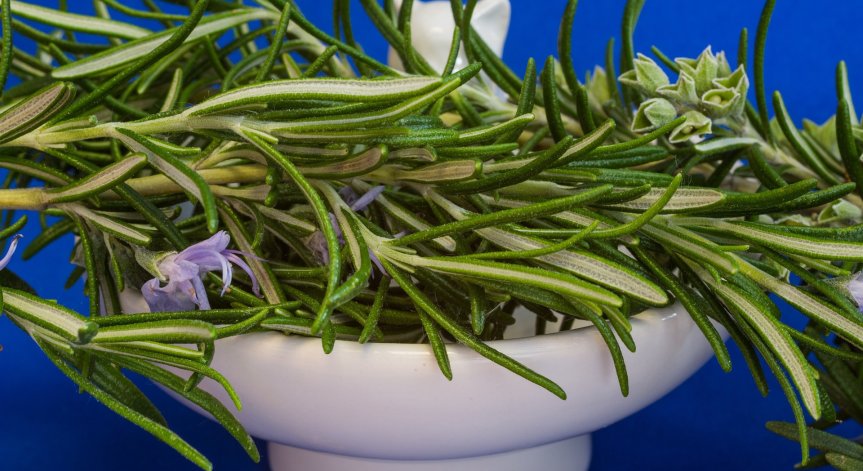 Как бихме могли да използваме розмарин при главоболие?