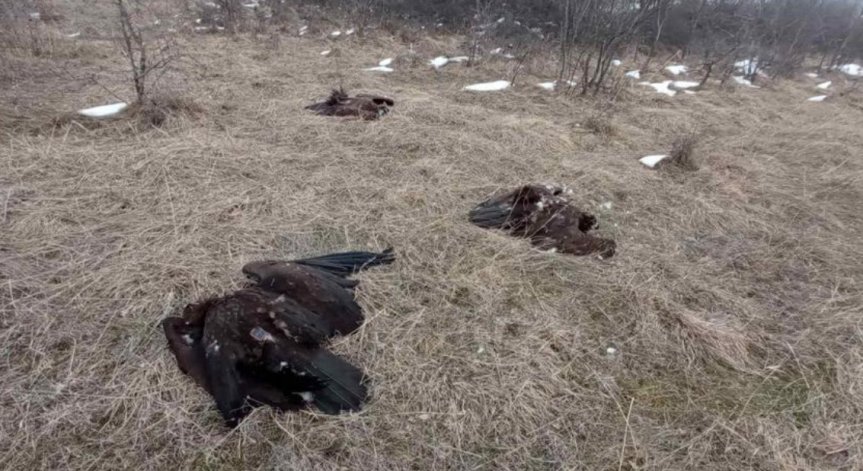 Отровиха защитени лешояди край село Тича