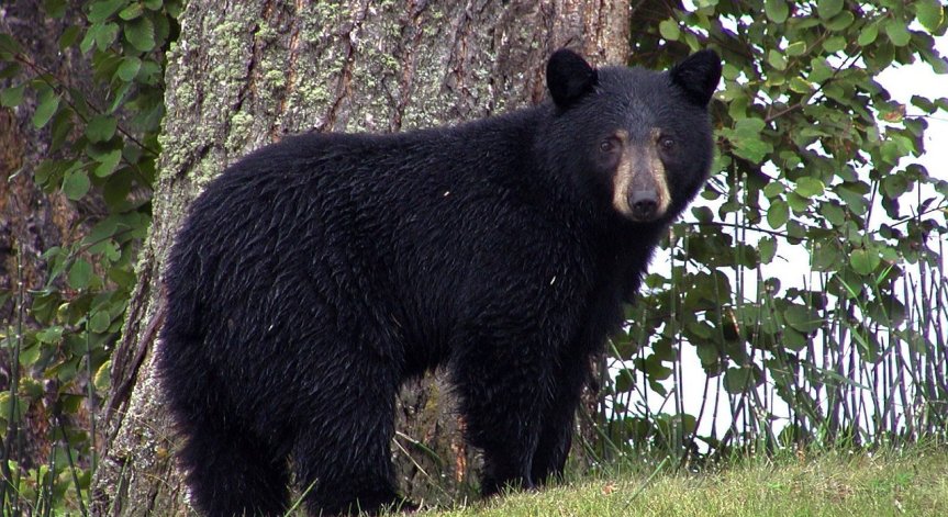 Швейцарец отряза ръката си, за да се спаси от мечка в Тайланд