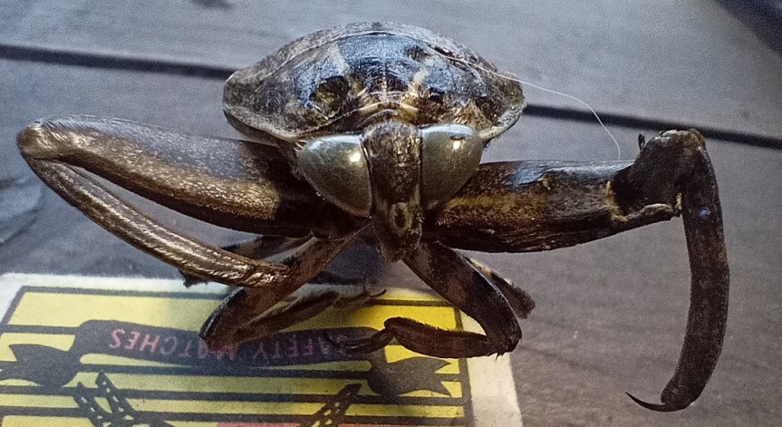 Ужилването на водоплавката е много болезнено за човека, но не е смъртоносно.