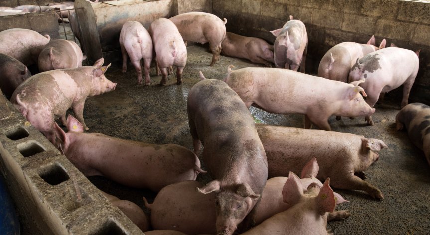 От чипса до месото: Фермери променят рецепти заради войната, ще ядем храна, пълна с ГМО