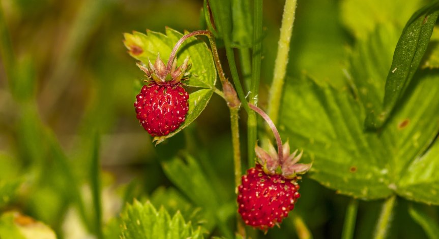 Плодовете се използват за приготвяне на вкусно сладко, а листата се сушат.
