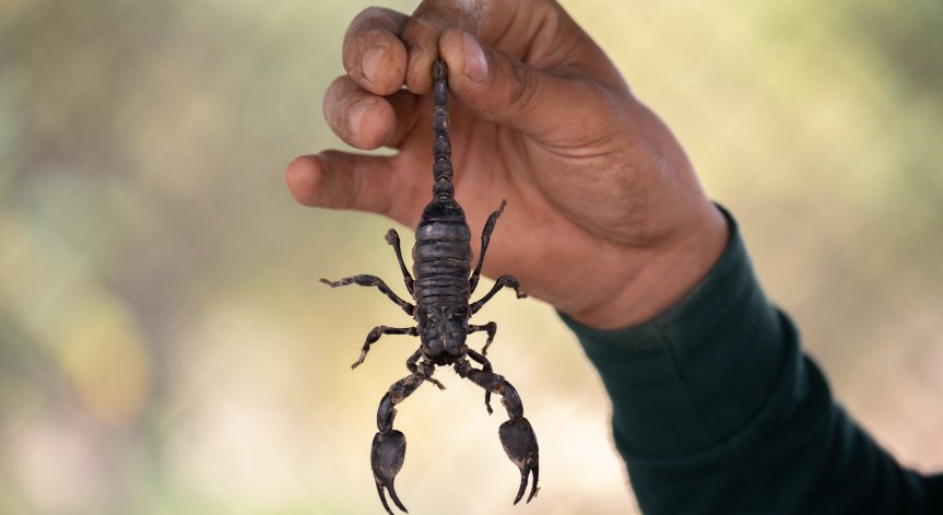 Учени използват отрова от скорпион за лекарство срещу рак