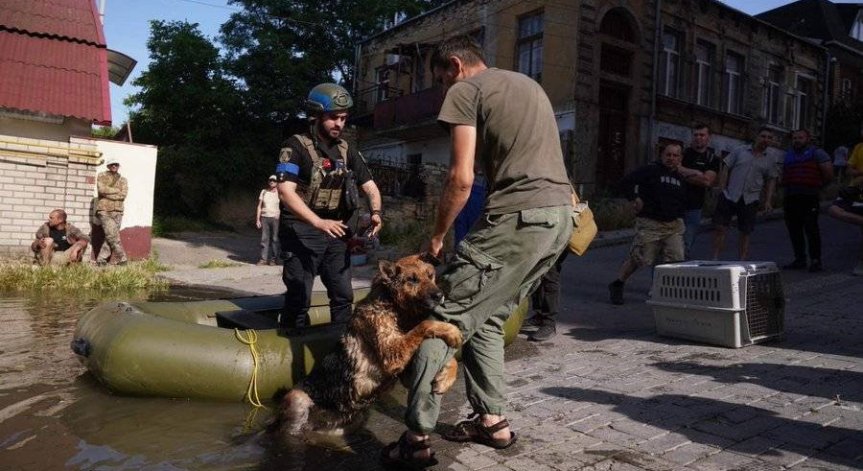 300 животни от зоопарка в Нова Каховка са загинали от наводнението