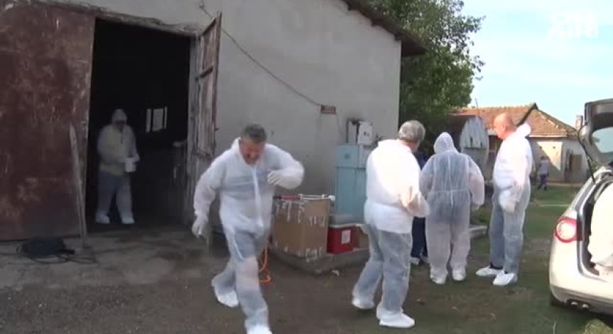 Проверки за неумъртвени прасета в стопанства в Плевенско