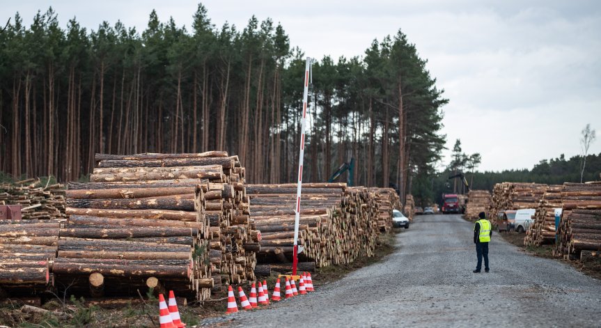 Позволиха на Tesla да изсече гора заради завода до Берлин