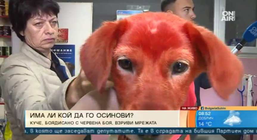Роми боядисали куче с червена боя: Доброволци го спасиха!