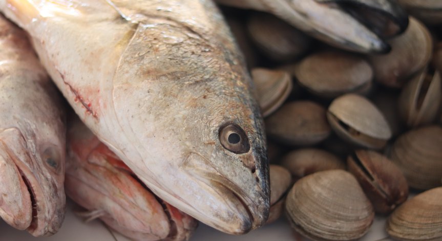 Eксперт: Черноморската скумрия и два вида есетри вече ги няма в България