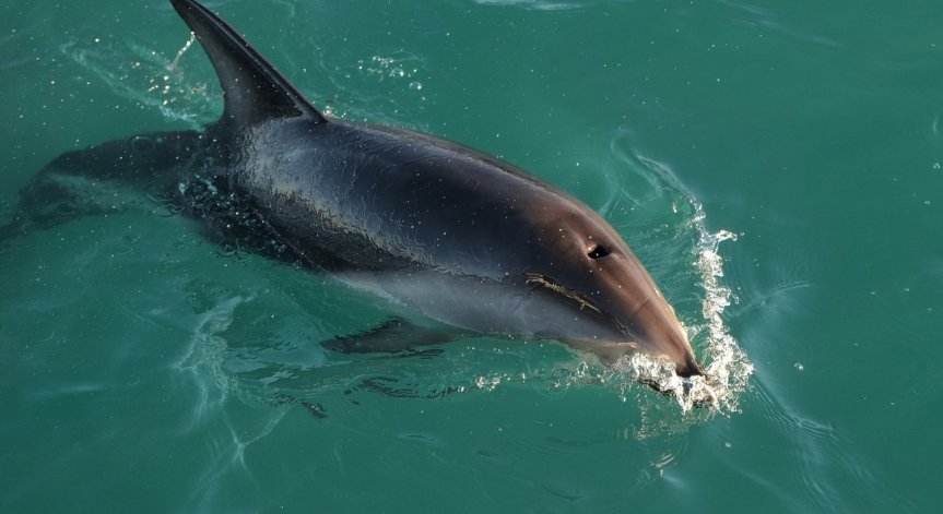 Поне 80 мъртви делфини са открити по Черноморието към момента