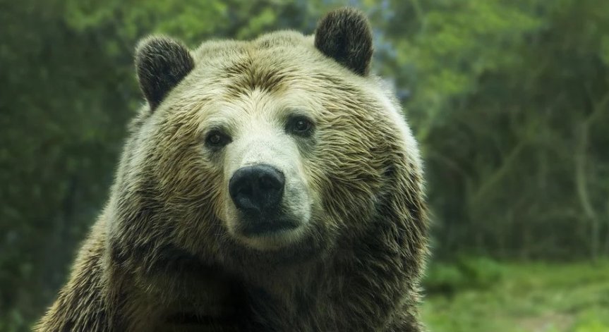 Румънец излезе да потича за здраве, уби го мечка