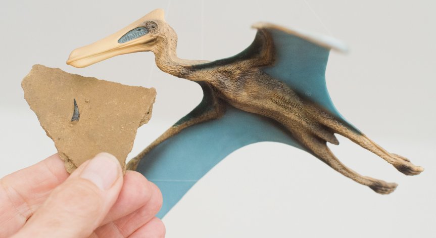 Учени откриха гробище от запазени кости от птерозаври в Чили