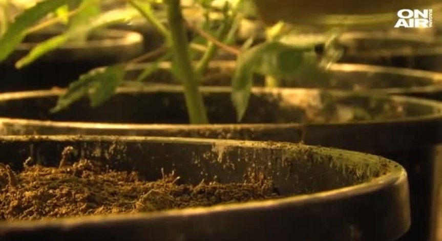 Граничари откриха близо 3 тона канабис в планината Огражден