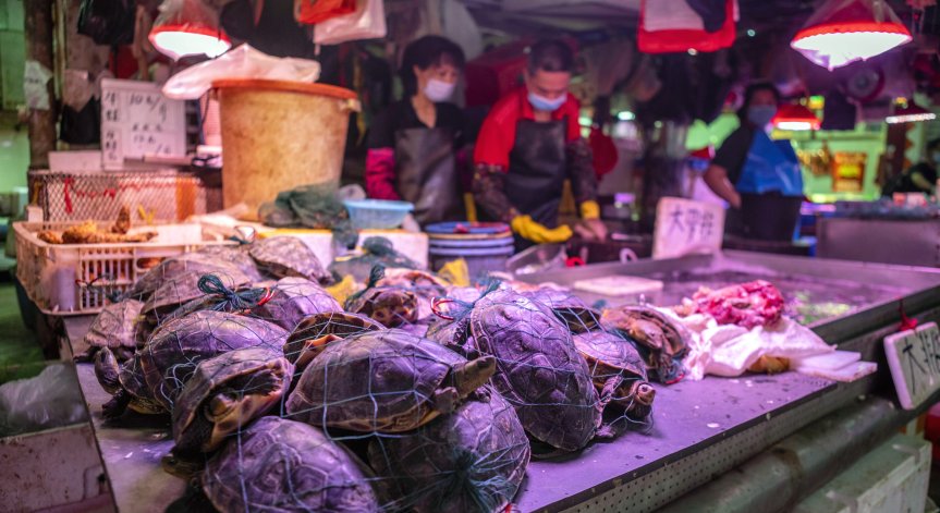 Теории за произхода на Ковид-19 - от замразена храна до теч от лаборатория