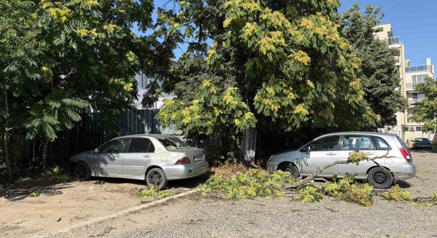 Дърво рухна върху кооперация в центъра на Пловдив