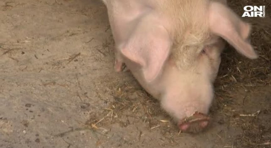 Африканска чума по свинете тревожи властите в Силистра