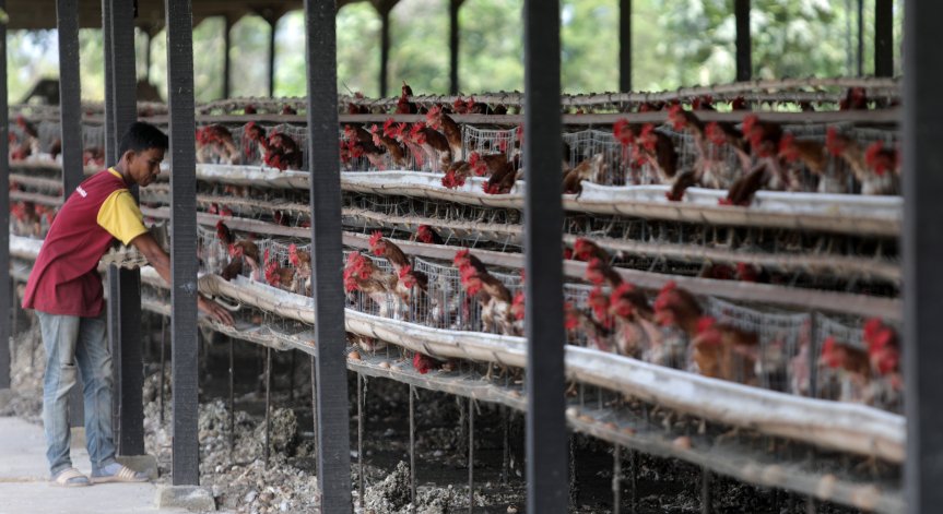 Папуа Нова Гвинея може да 