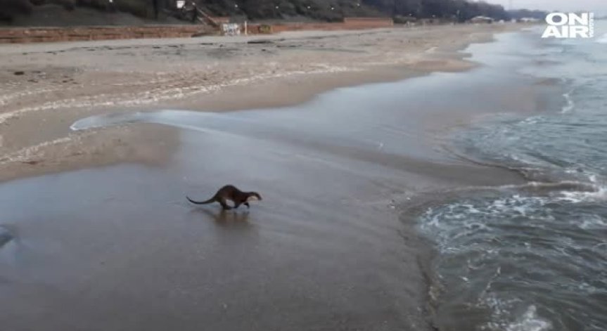 Видра на плажа в Бургас се превърна в истинска сензация