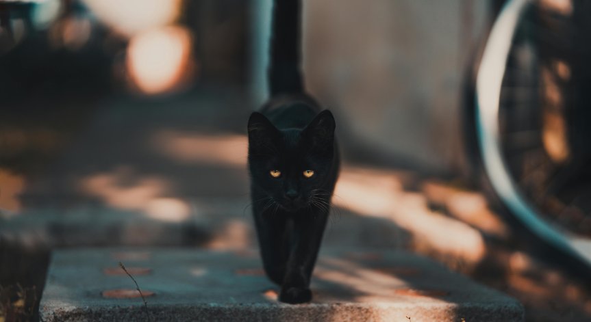 На лош късмет е, ако черна котка мине пред вас.