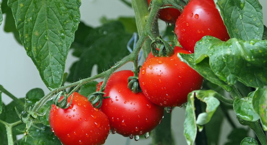 Кои са начините да ядем домати