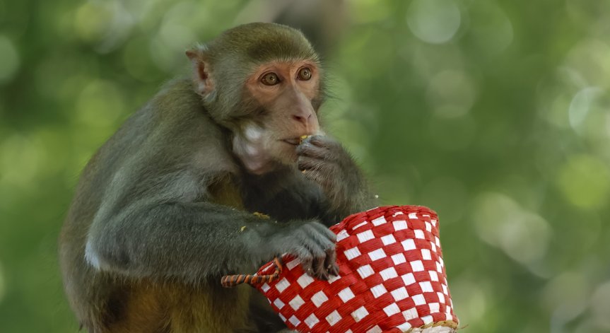 Макак беглец: Шотландци издирват с дронове избягала маймуна